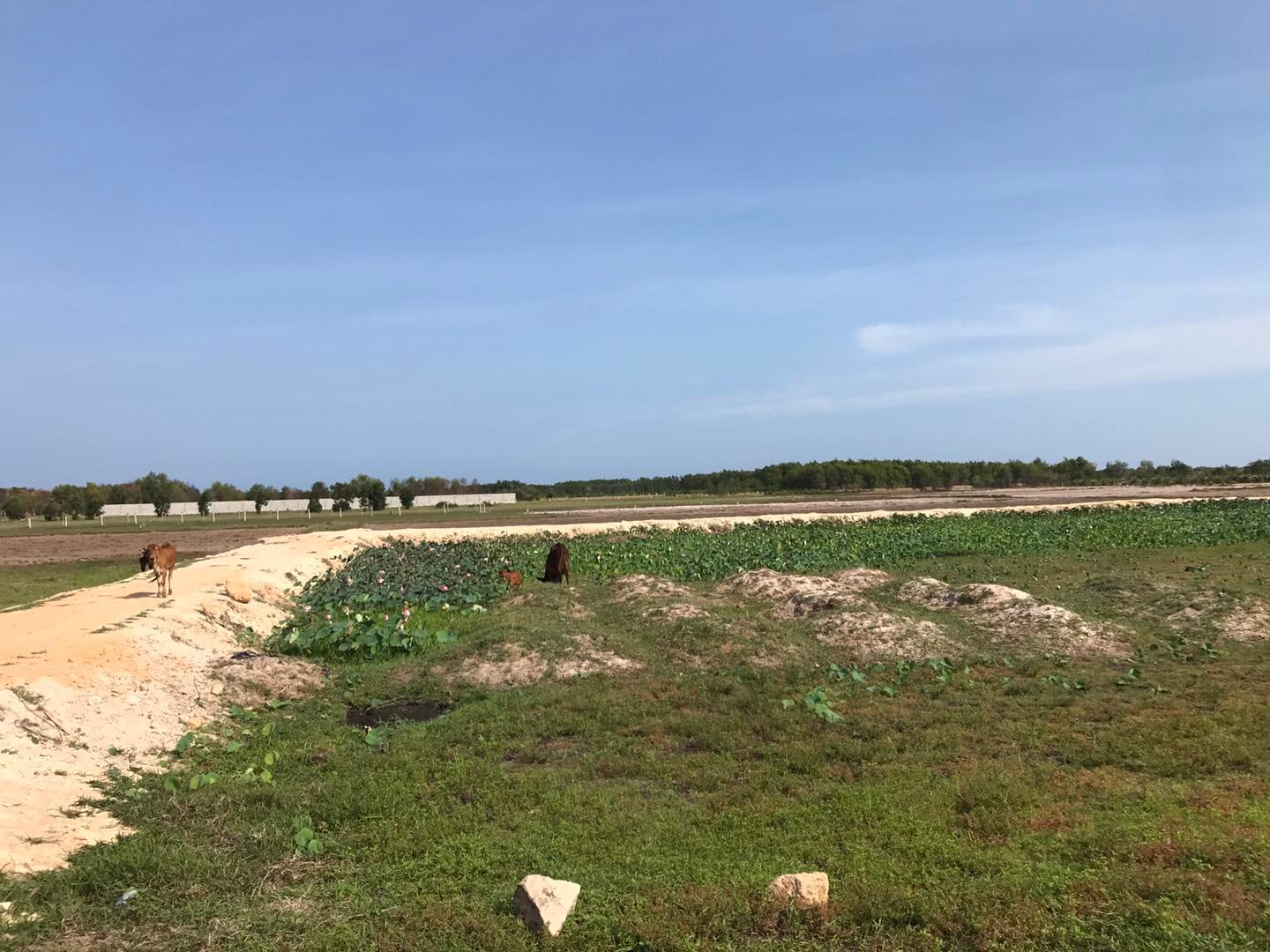 Đất mẫu Lagi - Đất đẹp 4 mặt tiền đường gần biển