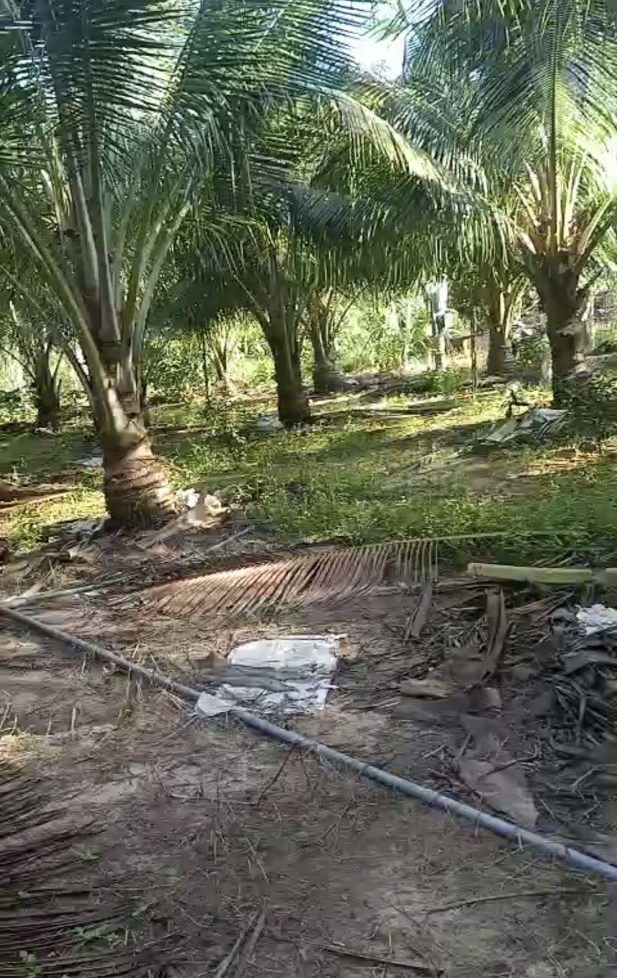 Đất mẫu Lagi - Đất vườn trồng cây Tân Xuân