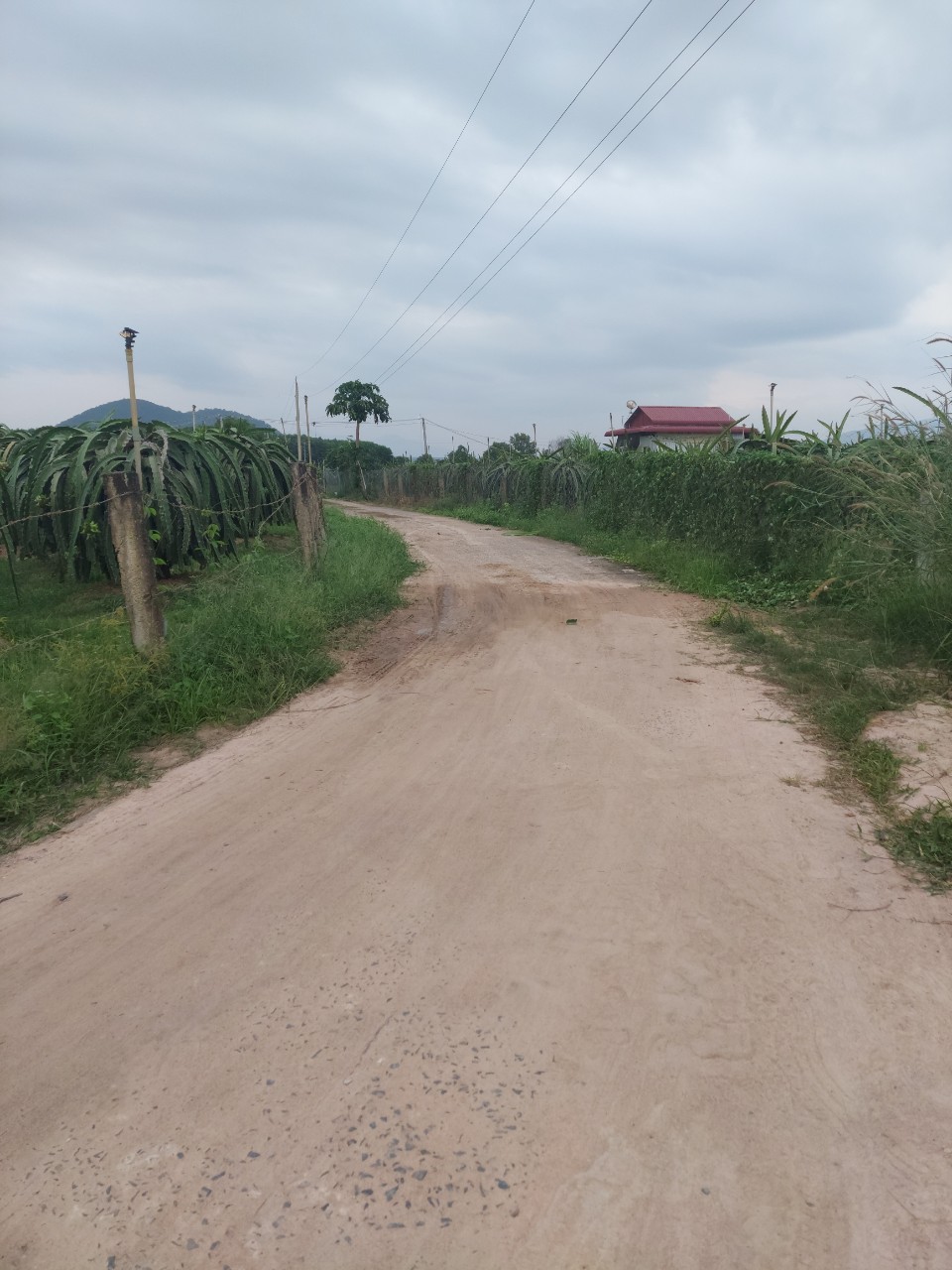 Đất mẫu Lagi - Đất vườn thanh long Tân Tiến
