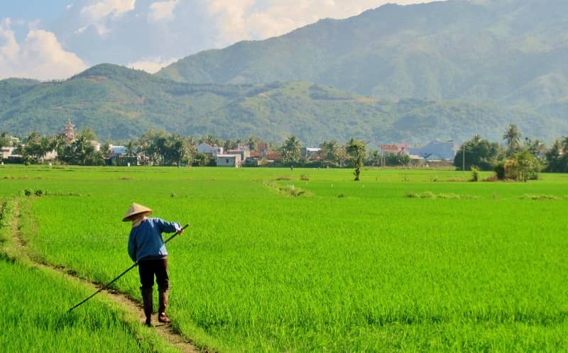 Đất lúa có lên thổ cư được không? Có nên mua đất lúa không?