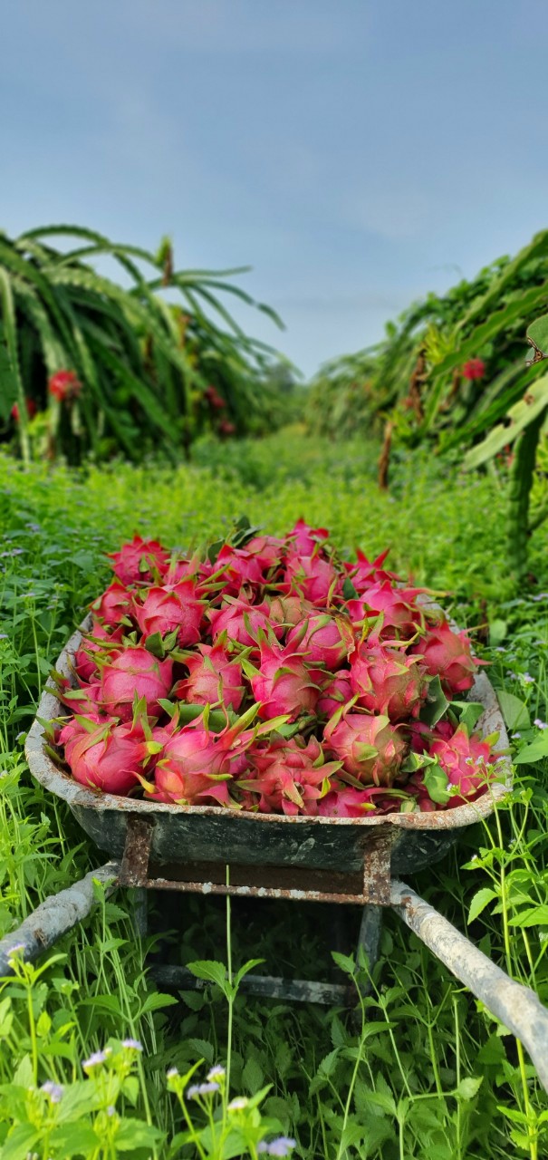 Đất mẫu Lagi - Góc hai mặt tiền đường Cù Chính Lan