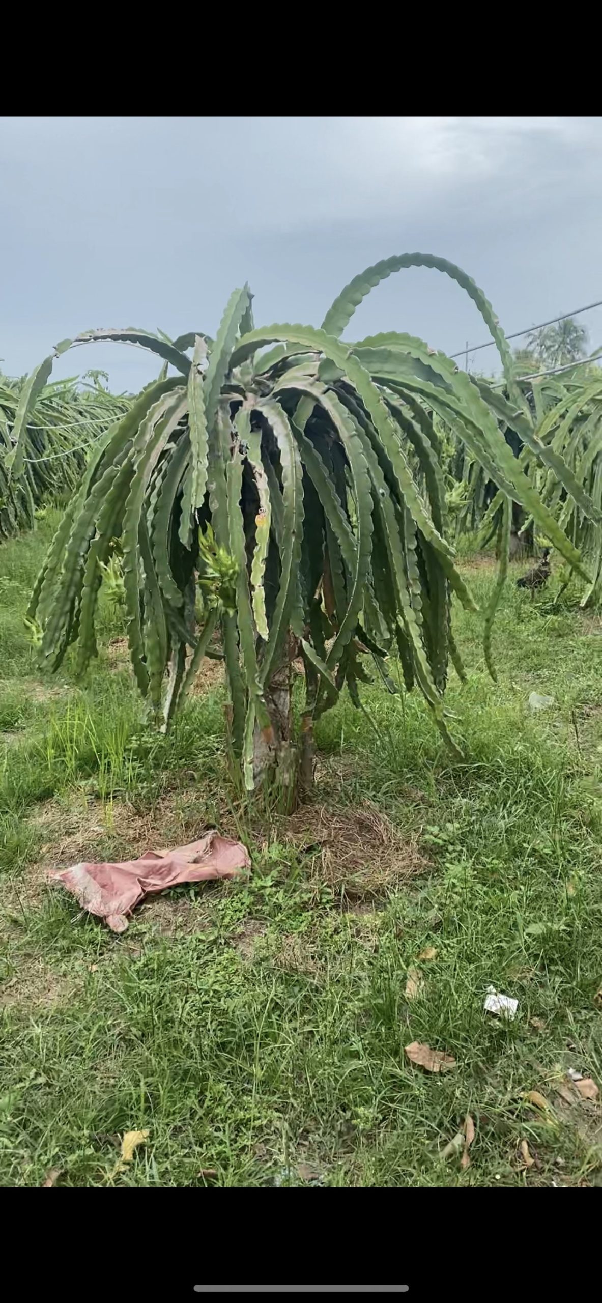 Đất mẫu Lagi - 3 sào khu vực Tân Thuận