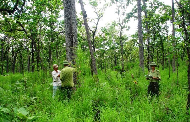 đất lâm nghiệp là gì