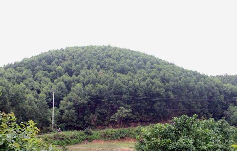 đất lâm nghiệp là gì