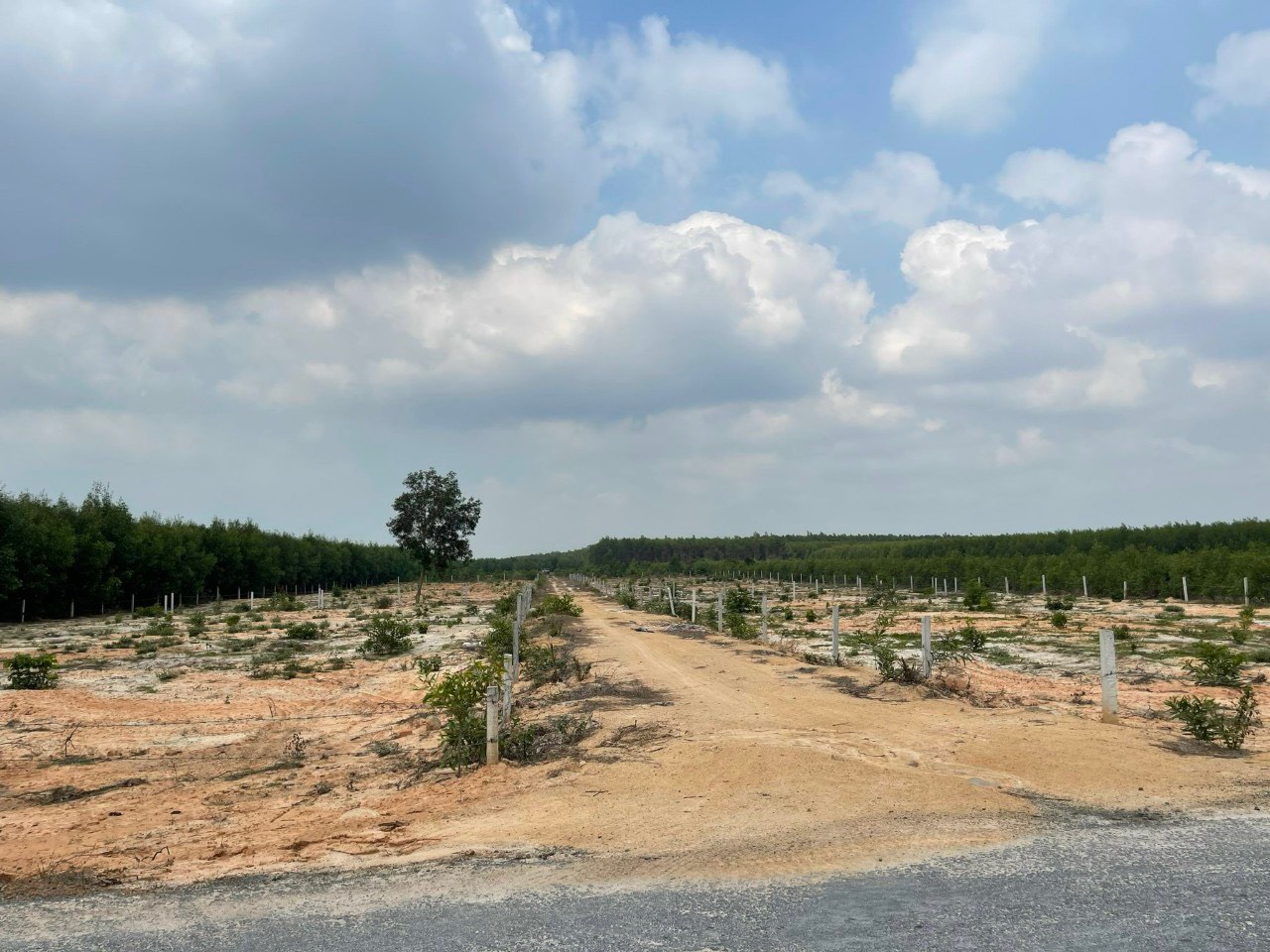 Đất mẫu Lagi - 2 lô đất sào Tân Phước, ô tô vào tới đất