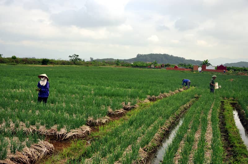 đất canh tác là gì