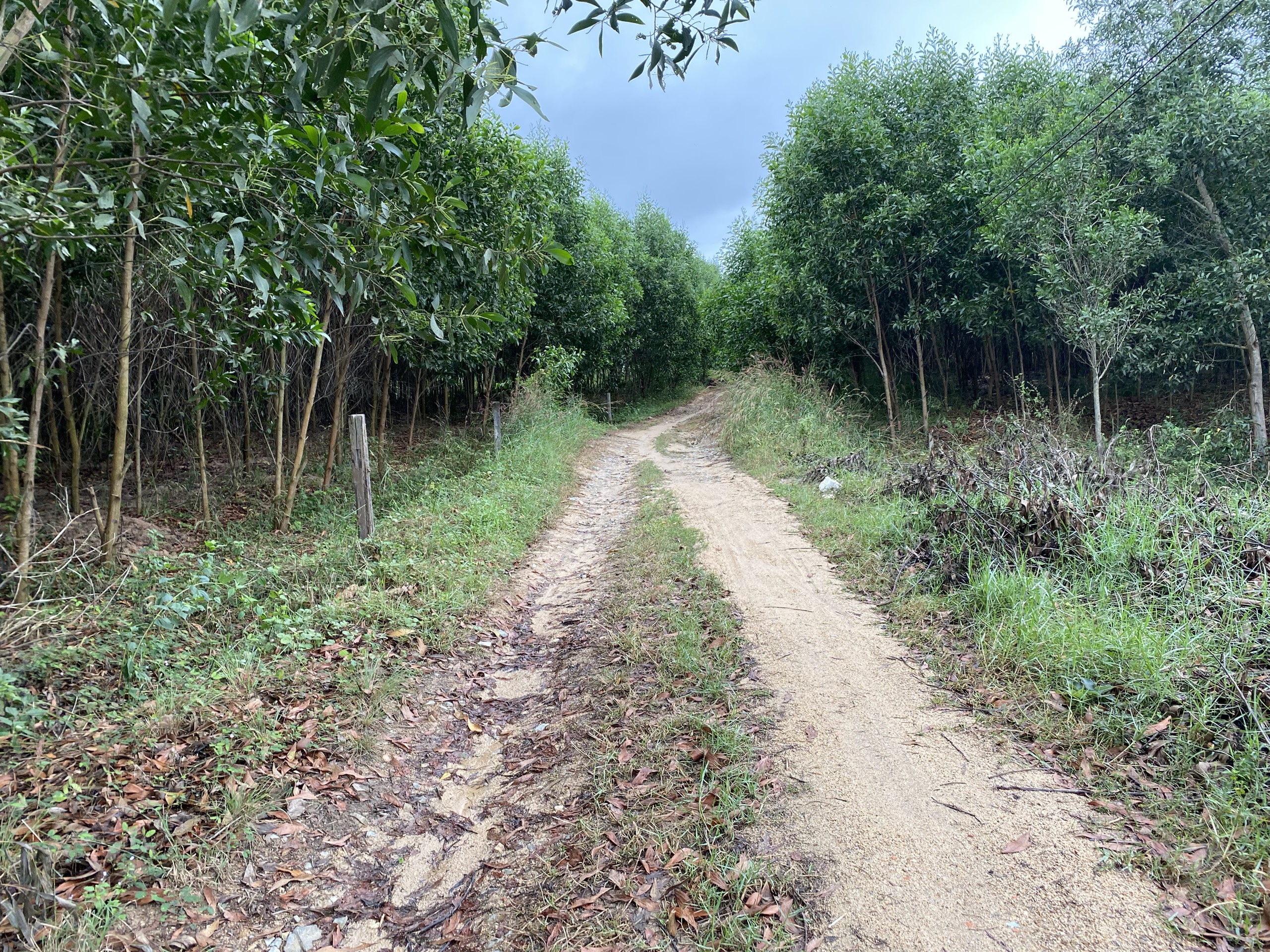 Đất mẫu Hàm Tân - Đất sào Tân Phước cách QL55 300m