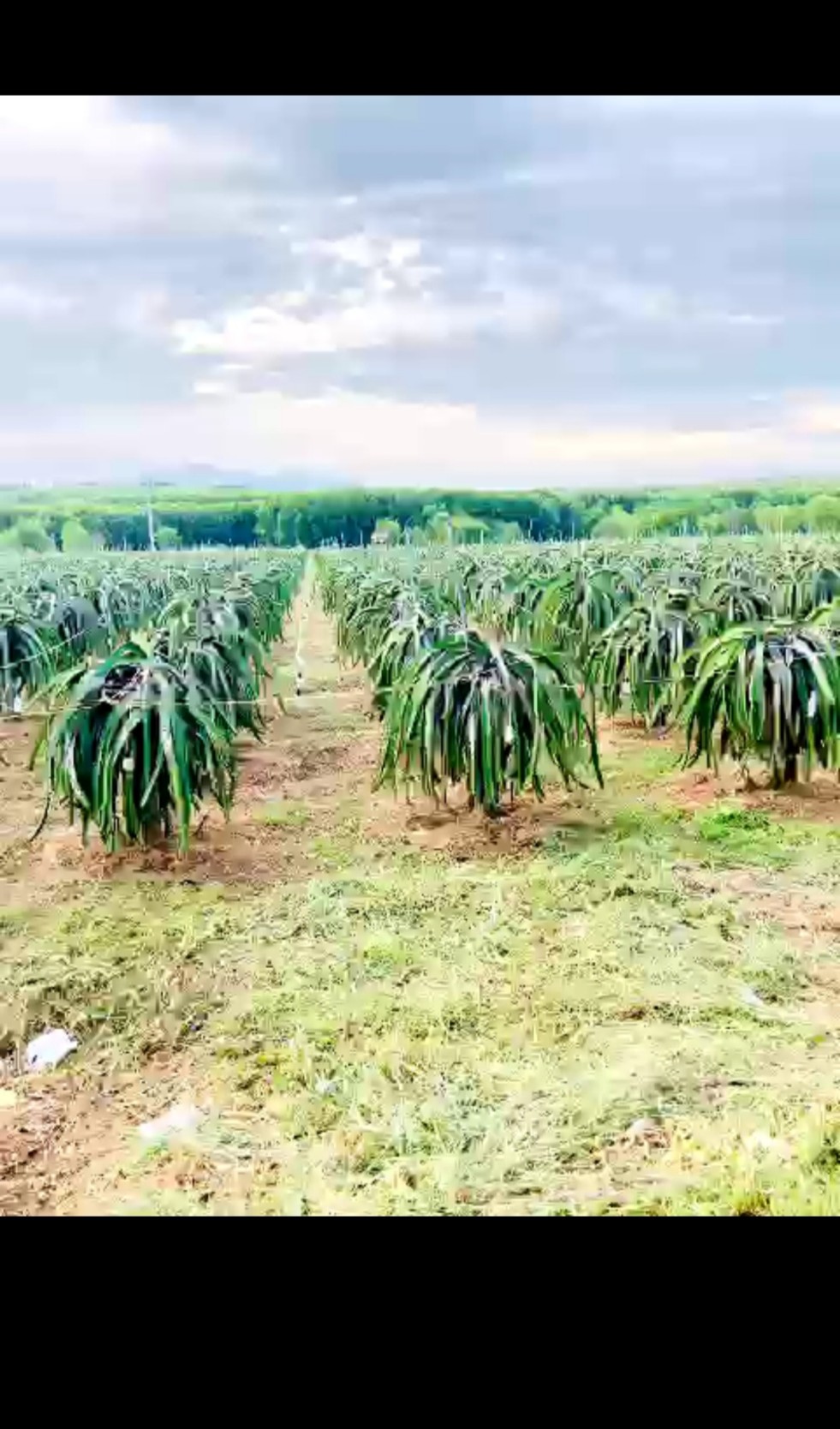 Đất mẫu Lagi - Đất sào mặt tiền Cù Chính Lan, Tân Bình